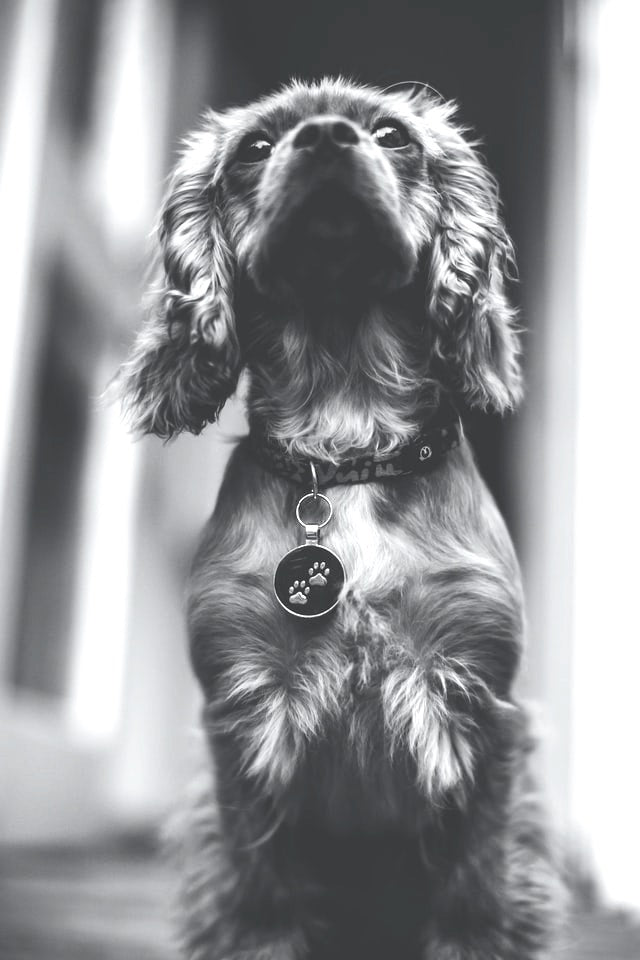 シャネルのタグで分かること (偽物を見分ける) Chanel Tag