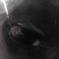 CHANEL ニーハイブーツ